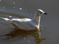 Goéland à ailes blanches Larus glaucoides