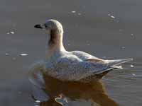 Goéland à ailes blanches Larus glaucoides