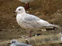 Goéland à ailes blanches Larus glaucoides