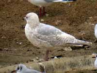 Goéland à ailes blanches Larus glaucoides