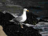 Goéland d'Amérique Larus smithsonianus