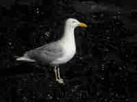 Goéland d'Amérique Larus smithsonianus