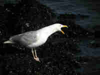 Goéland d'Amérique Larus smithsonianus