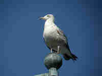 Goéland d'Amérique Larus smithsonianus