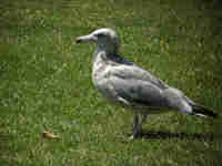 Goéland d'Amérique Larus smithsonianus