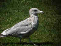 Goéland d'Amérique Larus smithsonianus