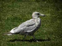 Goéland d'Amérique Larus smithsonianus