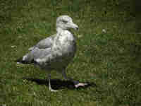 Goéland d'Amérique Larus smithsonianus