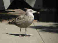 Goéland d'Amérique Larus smithsonianus