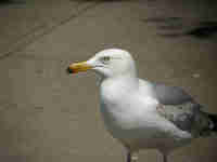 Goéland d'Amérique Larus smithsonianus