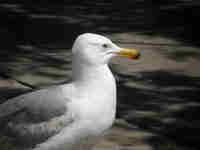 Goéland d'Amérique Larus smithsonianus