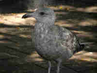 Goéland d'Amérique Larus smithsonianus