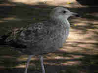 Goéland d'Amérique Larus smithsonianus