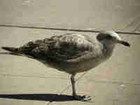 Goéland d'Amérique Larus smithsonianus