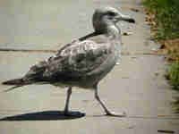 Goéland d'Amérique Larus smithsonianus