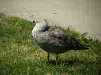 Goéland d'Amérique Larus smithsonianus