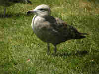 Goéland d'Amérique Larus smithsonianus