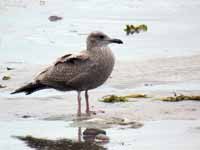 Goéland d'Amérique Larus smithsonianus