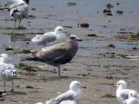 Goéland d'Amérique Larus smithsonianus