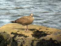 Goéland d'Amérique Larus smithsonianus