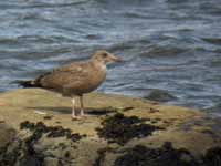 Goéland d'Amérique Larus smithsonianus