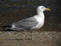 Goéland d'Amérique Larus smithsonianus