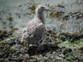 Goéland argenté Larus argentatus