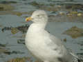 Goéland argenté Larus argentatus argenteus