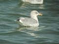 Goéland argenté Larus argentatus argenteus