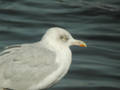 Goéland argenté Larus argentatus argenteus