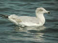 Goéland argenté Larus argentatus argenteus