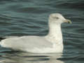 Goéland argenté Larus argentatus argenteus