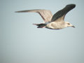 Goéland argenté Larus argentatus argenteus