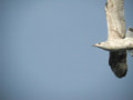 Goéland argenté Larus argentatus argenteus