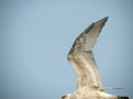 Goéland argenté Larus argentatus argenteus