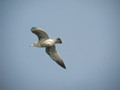 Goéland argenté Larus argentatus argenteus