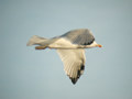 Goéland argenté Larus argentatus argenteus