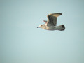 Goéland argenté Larus argentatus argenteus