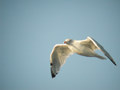 Goéland argenté Larus argentatus argenteus