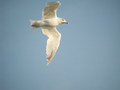 Goéland argenté Larus argentatus argenteus