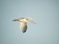 Goéland argenté Larus argentatus argenteus