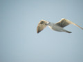 Goéland argenté Larus argentatus argenteus