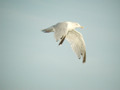 Goéland argenté Larus argentatus argenteus