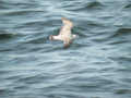 Goéland argenté Larus argentatus argenteus