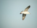 Goéland argenté Larus argentatus argenteus