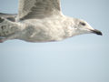 Goéland argenté Larus argentatus argenteus