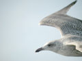 Goéland argenté Larus argentatus argenteus