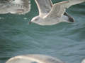 Goéland argenté Larus argentatus argenteus