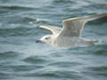 Goéland argenté Larus argentatus argenteus