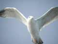 Goéland argenté Larus argentatus argenteus